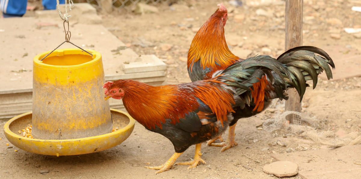 Ông Thức nuôi gà đảm bảo vệ sinh chuồng trại.