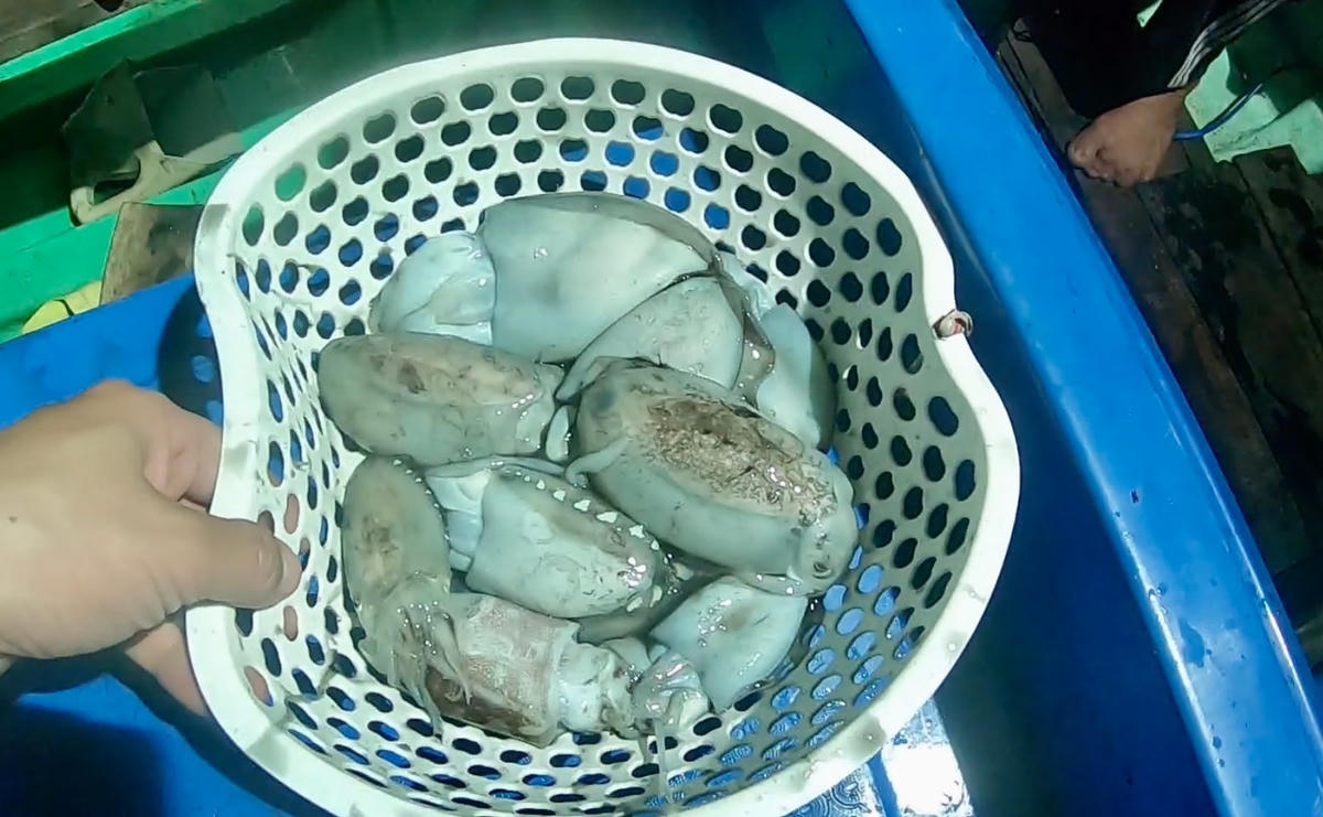 Mực nang trên biển Tây Nam.