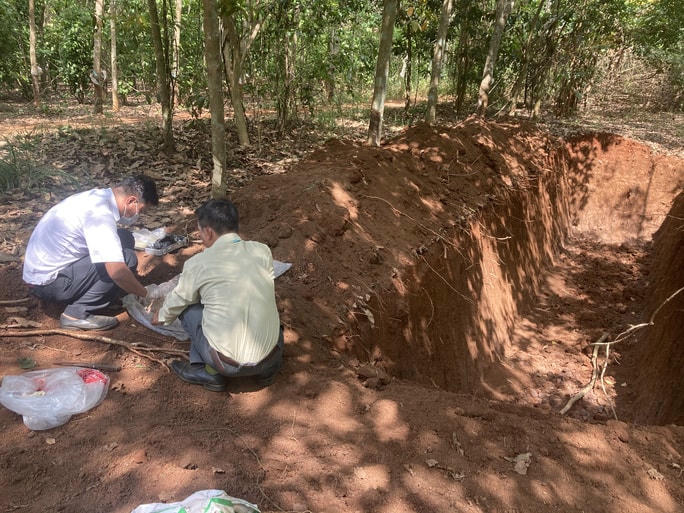 Hố chôn có một hố sâu hơn 2m, rộng 3m và dài hơn 20m nằm giữa lô cao su.