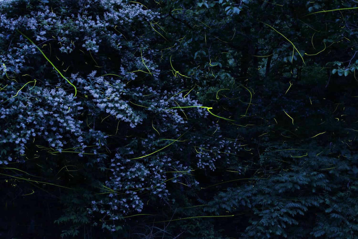 Nhật Bản có tới hơn 40 loài đom đóm. (Ảnh: Kei Nomiyama/The Guardian).