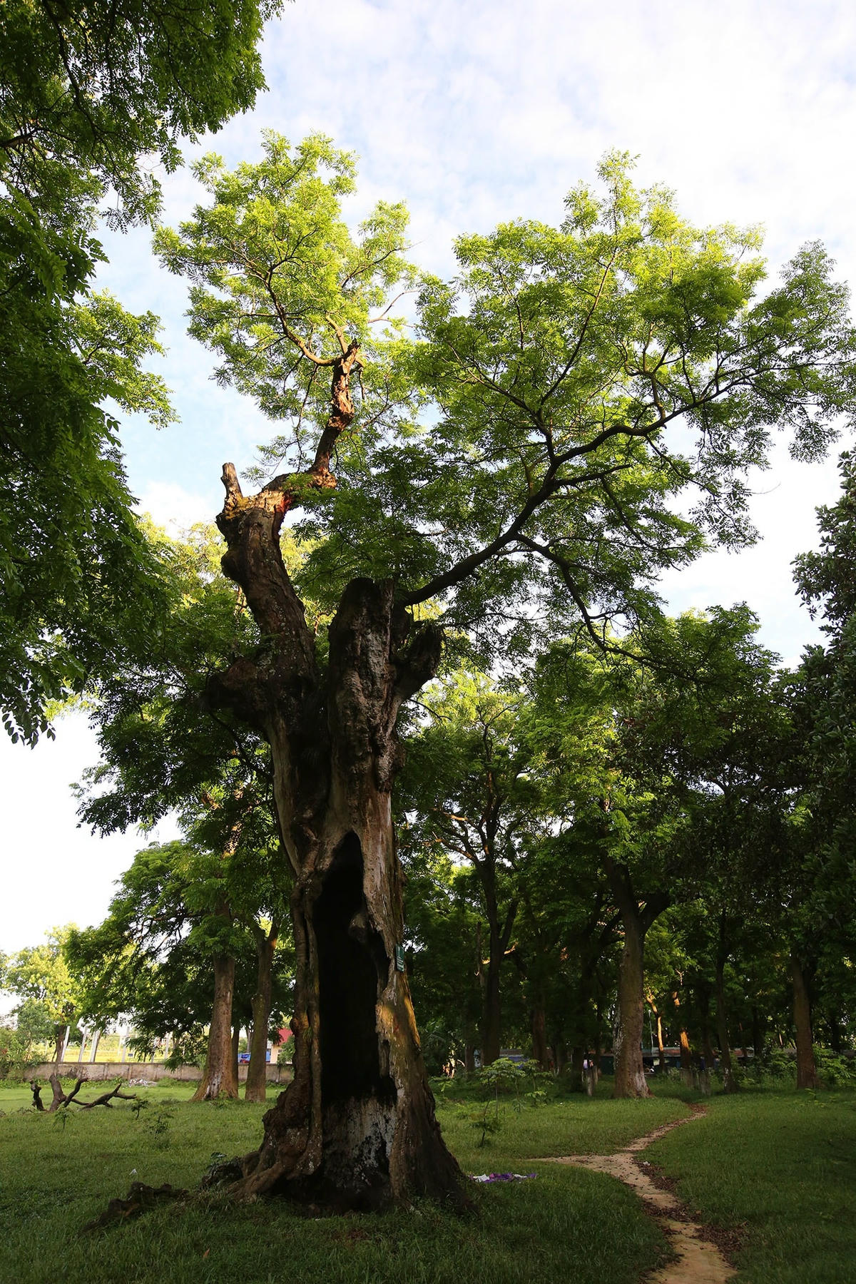 Một cây lim xanh có phần thân chết khô nhưng dưới gốc lại đang đâm chồi.