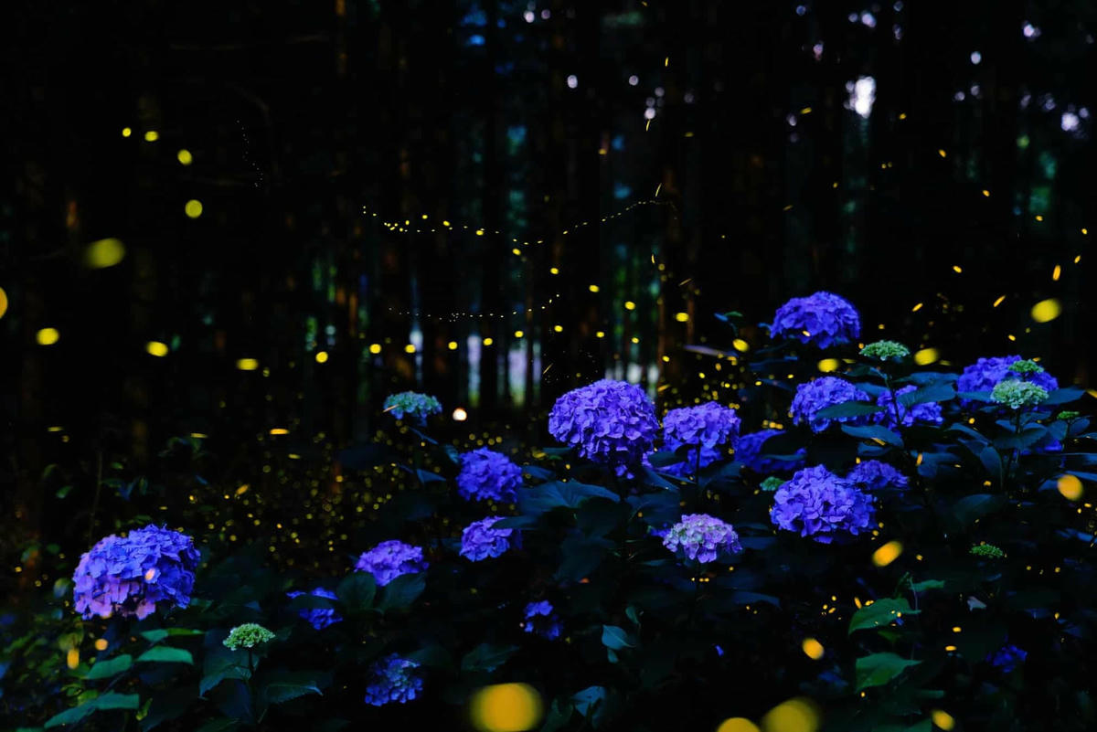 Mùa đom đóm ở Nhật Bản trùng với mùa mưa cũng là mùa hoa tú cầu nở. (Ảnh: Kei Nomiyama/The Guardian).