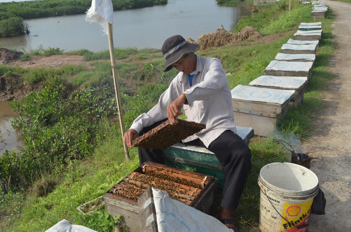 Nuôi ong lấy mật là một trong những sinh kế của người dân ở Vườn quốc gia Xuân Thủy.  