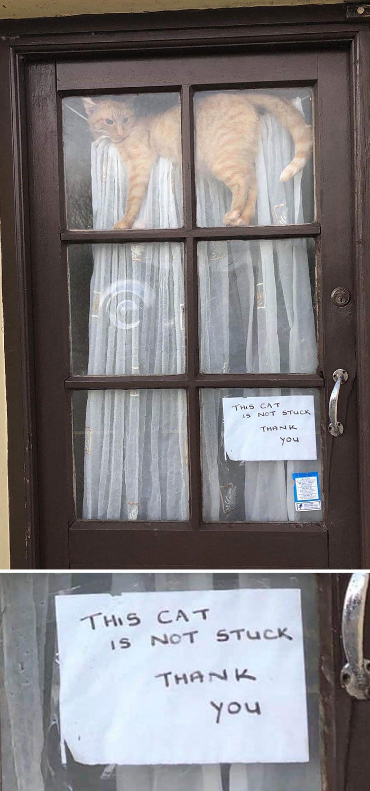Hẳn là chủ nhân ngôi nhà này biết con mèo của họ có sở thích cắn rèm cửa nên mới đề giải thích rõ ràng như vậy: "Mèo nhà tôi không bị mắc kẹt đâu. Xin cảm ơn!".