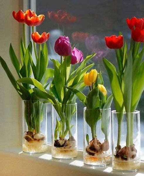 Hoa tulip có thể trồng bằng nước sạch hoặc trồng trong chậu đất.