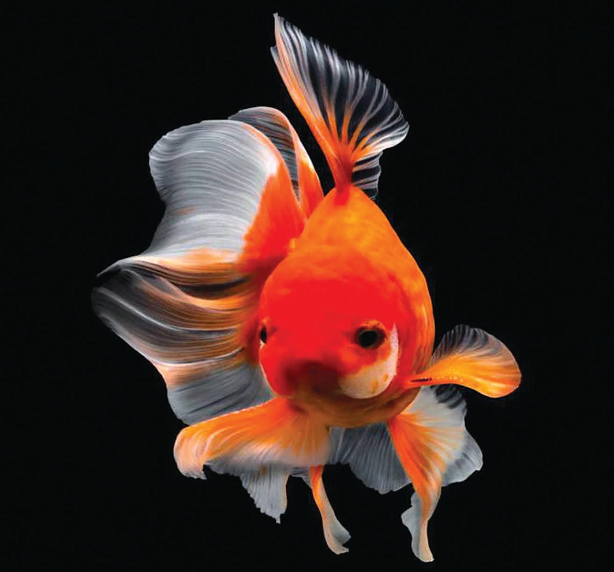 Thế nào là ‘não cá vàng’