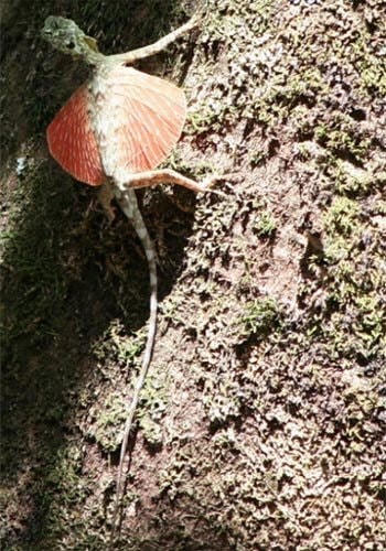 Thay vì gắn một cách cứng nhắc vào phần ngực trước, xương sườn của thằn lằn Draco có thể mở rộng và khá dài. Nối giữa các xương sườn là một mảnh da, trông khá giống đôi cánh.