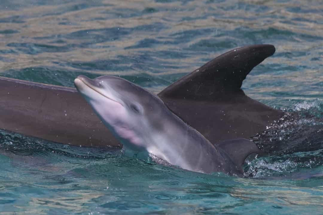 Cá heo con được nuôi dưỡng từ 1 đến 2 năm. Sau đó thường ở với mẹ của chúng từ 1 đến 7 năm.