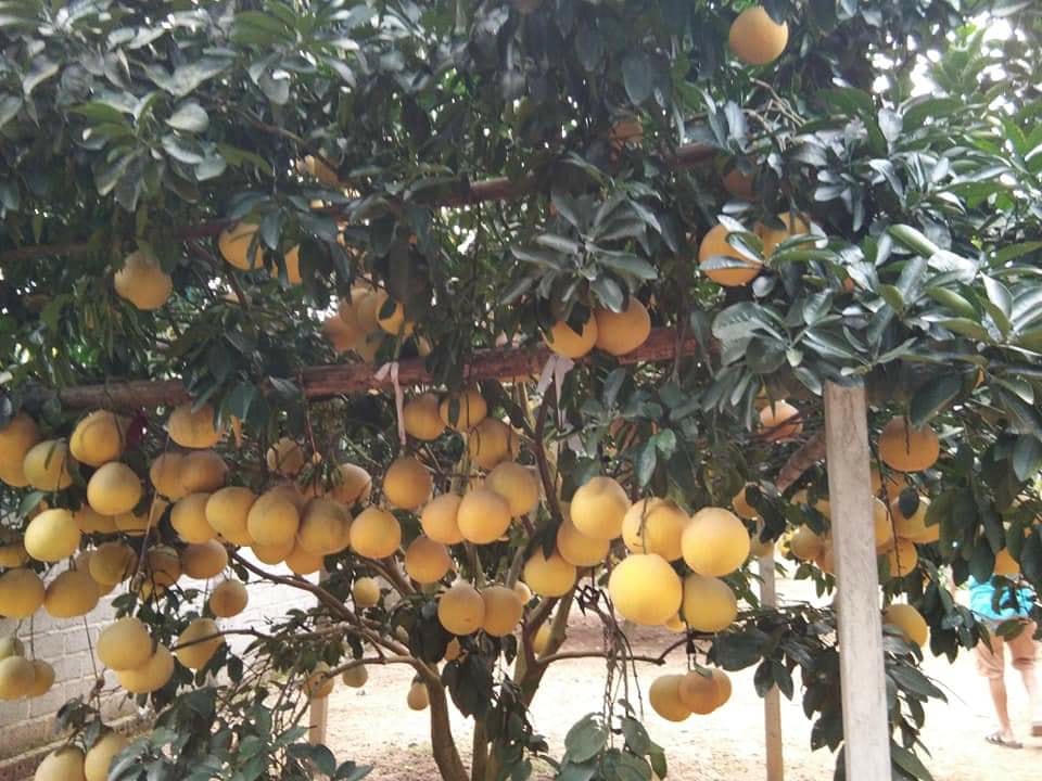 Bưởi đạt năng xuất cao, mang lại giá trị lớn trong phát triển kinh tế nông nghiệp cho người dân địa phương
