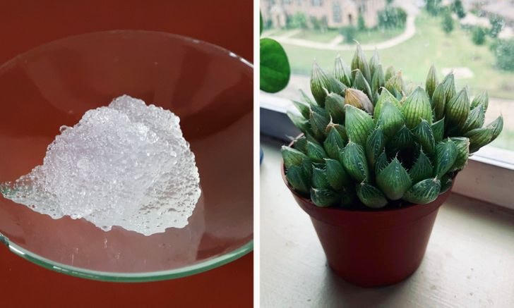 [ẢNH] 15 cách để cứu một cây 'chết' khô héo