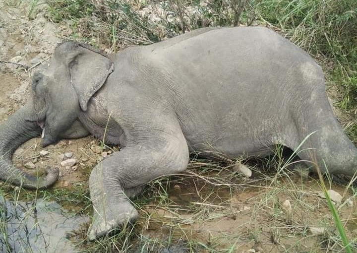 Chú voi Yă Tao đã chết bên bờ suối sau nhiều ngày chán ăn, mệt mỏi.