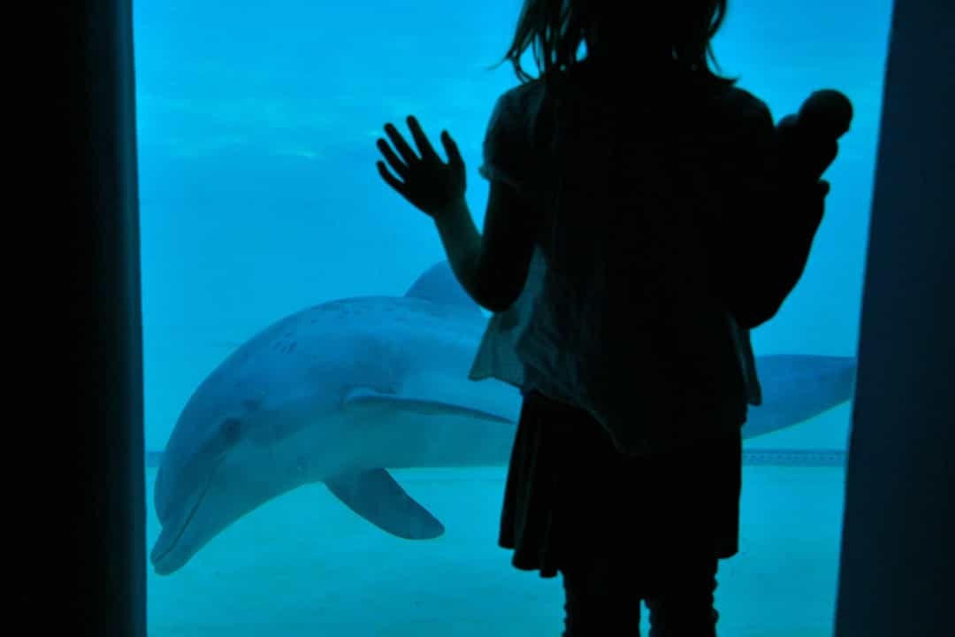 Tuy nhiên, trong điều kiện nuôi nhốt, Nellie, một con cá heo sống trong một công viên giải trí biển ở Florida, sống cho đến năm 61 tuổi.