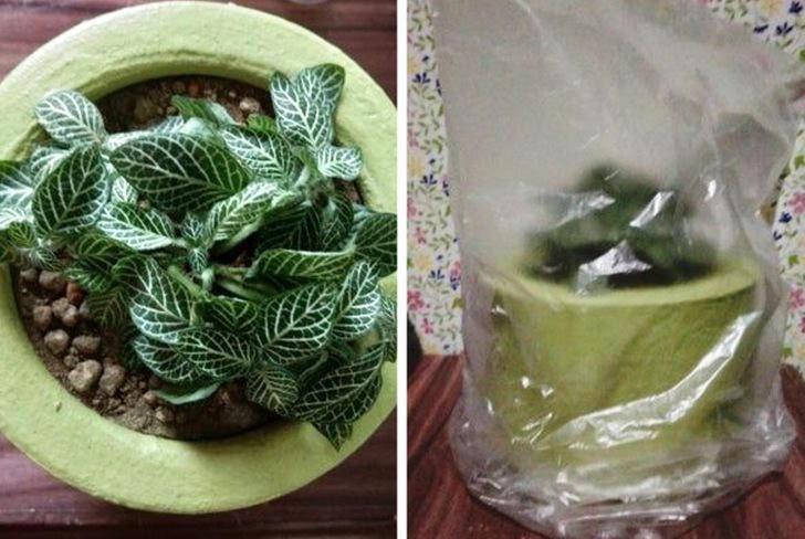 [ẢNH] 15 cách để cứu một cây 'chết' khô héo