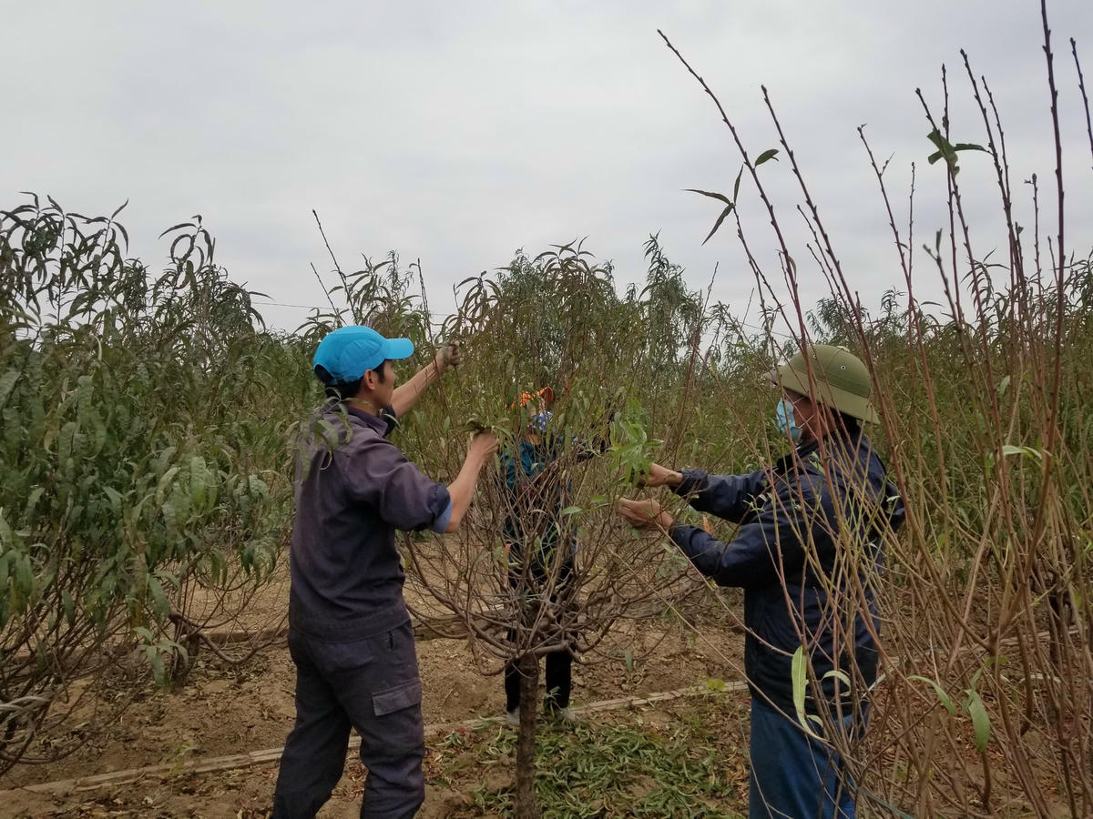Người dân tất bật tuốt lá và tỉa cành cho đào chuẩn bị cho Tết Tân Sửu
