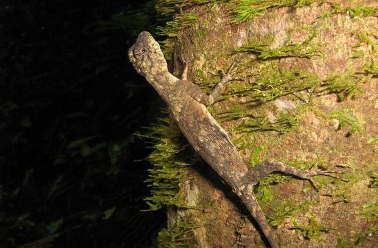 Khả năng lượn trên không cho phép con đực của loài này có khả năng bảo vệ lãnh thổ cao. Lãnh thổ của chúng thường là 2 đến 3 cây hoặc là nơi có từ 1 đến 3 con cái sinh sống.