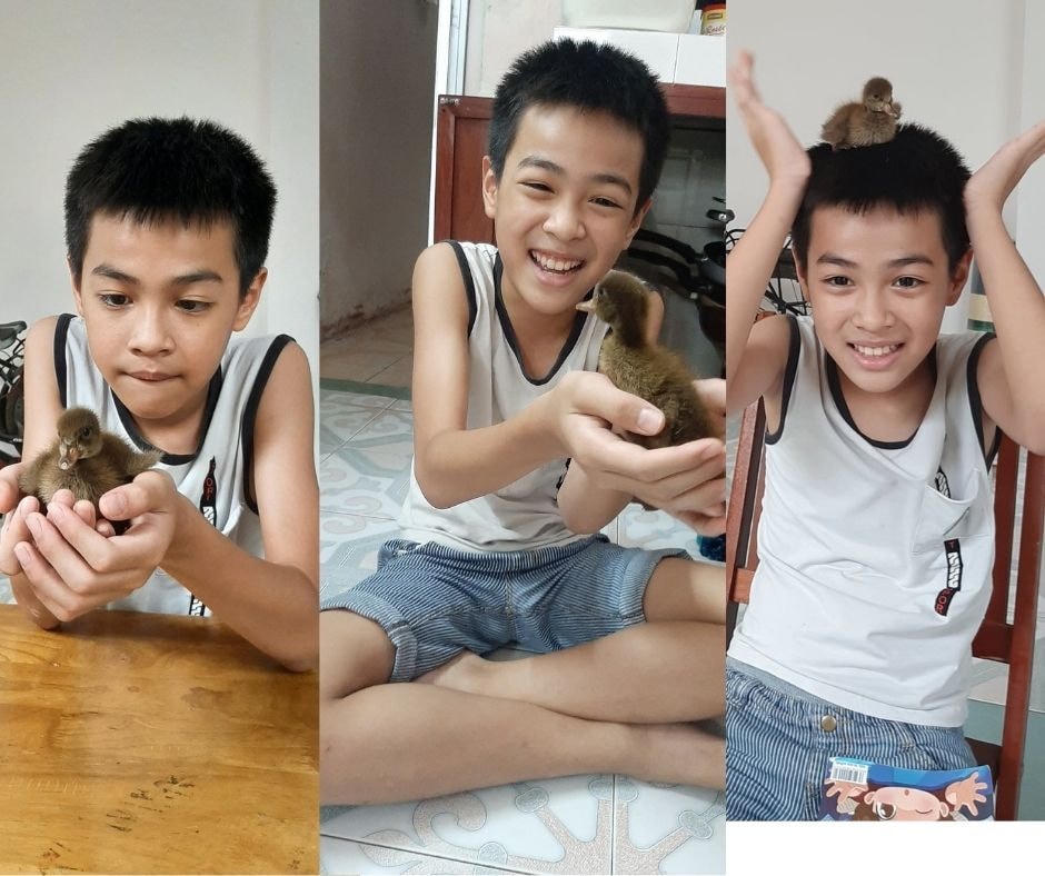 Từ ngày có vịt chơi cùng, con trai của Huỳnh Ngân  không còn thích xem tivi nữa và coi vịt như người bạn thân thiết Ảnh: NVCC