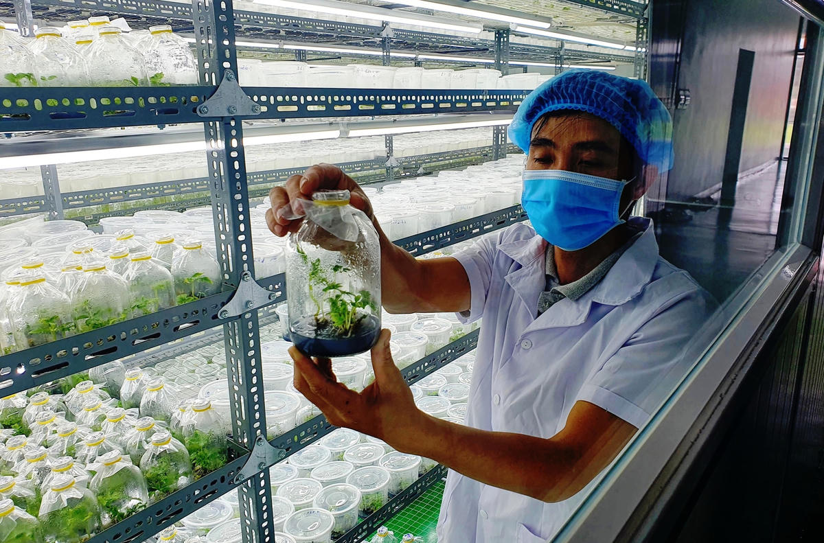 Bên trong trung tâm nuôi trồng cáy mô sâm Ngọc Linh của Sâm Sâm Group.