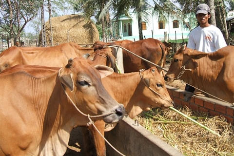 Phụ phế phẩm nông nghiệp dồi dào rất thuận lợi cho chăn nuôi bò.