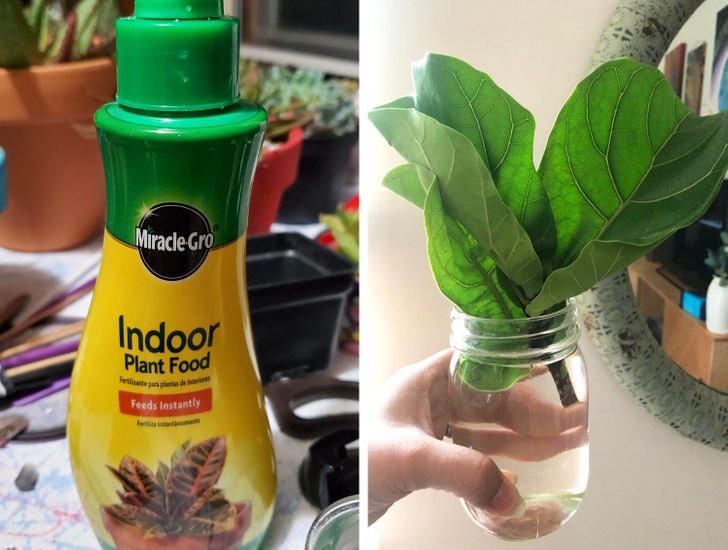 [ẢNH] 15 cách để cứu một cây 'chết' khô héo