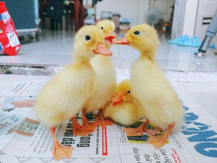 Trào lưu  ấp trứng, nuôi vịt khi ở nhà giãn cách  cho trẻ vui chơi Ảnh : Minh họa