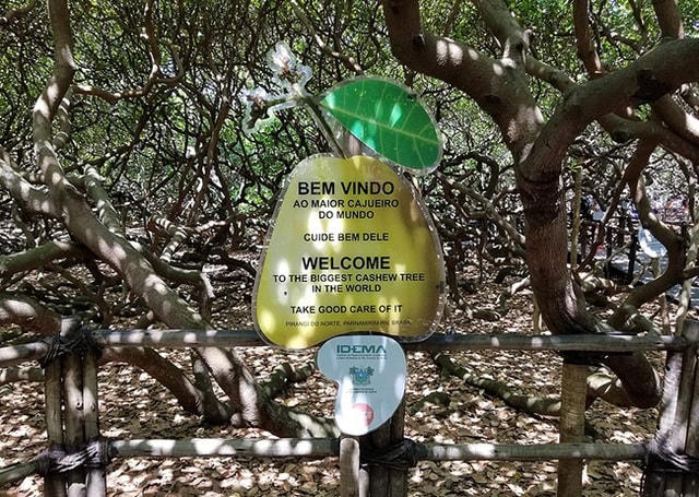 Hiện cây vẫn cho ra lượng hạt lớn.  