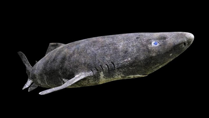 Cá mập Greenland.