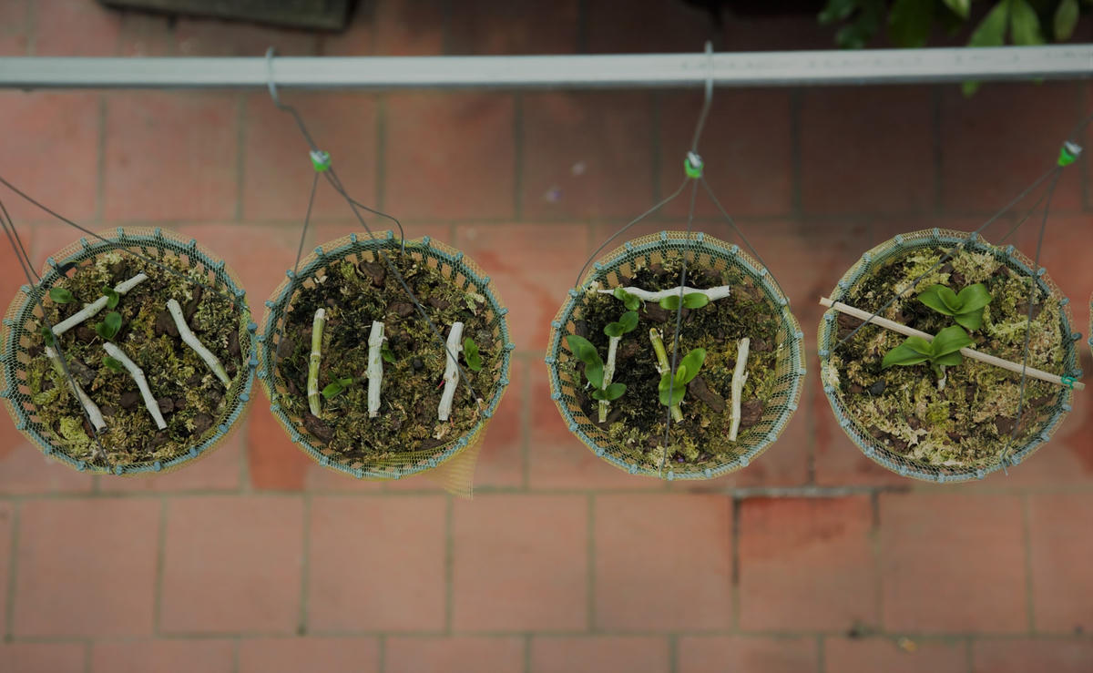 Hiện nay, tổng toàn bộ vườn lan của anh Thịnh rộng trên 1000m2, đều được phủ lưới bên trên che chắn cẩn thận. Từ những loài lan bông nhỏ đến những loại lan bông to, phong lan, lan đột biến… anh đều mang về và “thuần hóa” trong vườn nhà.