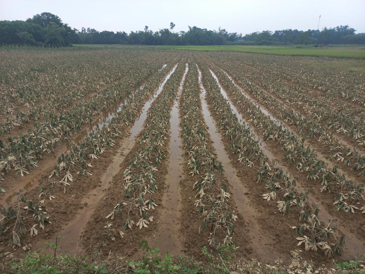 Hơn 3.000 ha hoa màu các loại cũng đã bị “ngâm” trong nước.