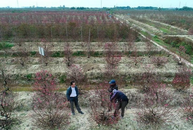 Người trồng đào ở Hải Dương có nguy cơ trắng tay, nợ nần vì Covid-19. (Ảnh minh họa: Thành Chung).