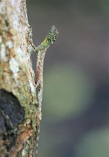 Loài thằn lằn rồng này có thể “lượn” được quãng đường dài tới 9 m. Thằn lằn rồng bay ít khi sống dưới đất. Chúng dành phần lớn thời gian sống ở trên cây để tìm kiếm thức ăn.