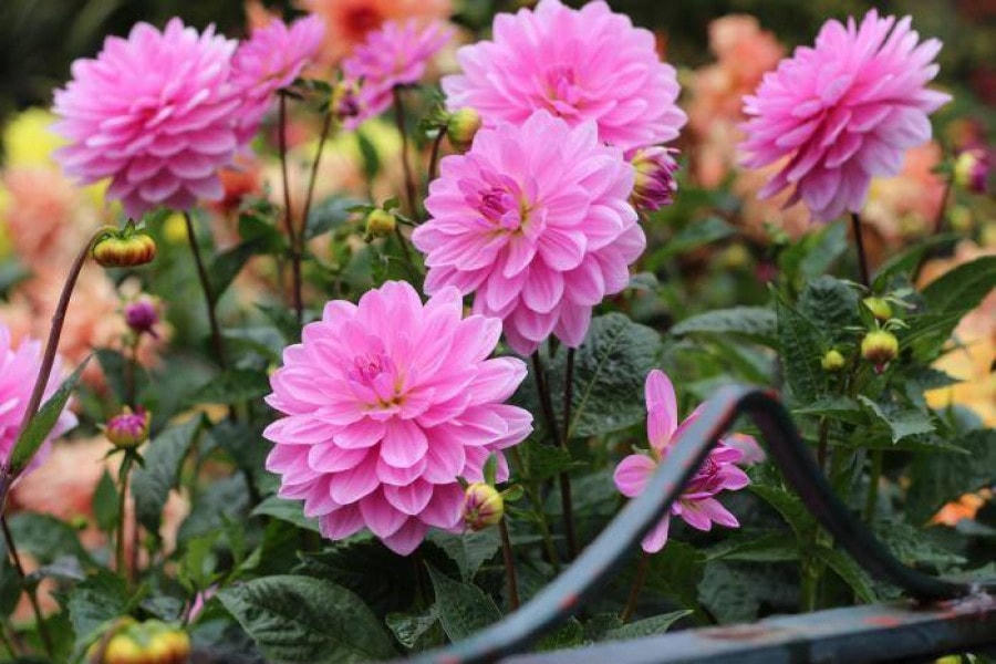 Một gói hạt giống hoa thược dược gồm nhiều màu sắc khác nhau để khu vườn của bạn luôn rực rỡ.