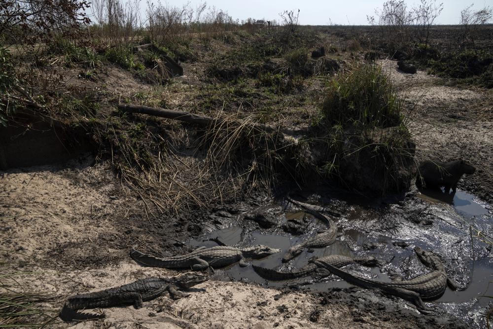 Những con cá sấu trong một khu vực bị cháy tại khu bảo tồn Don Luis, bên cạnh Vùng đầm lầy Ibera, tỉnh Corrientes, Argentina. Ảnh: AP.