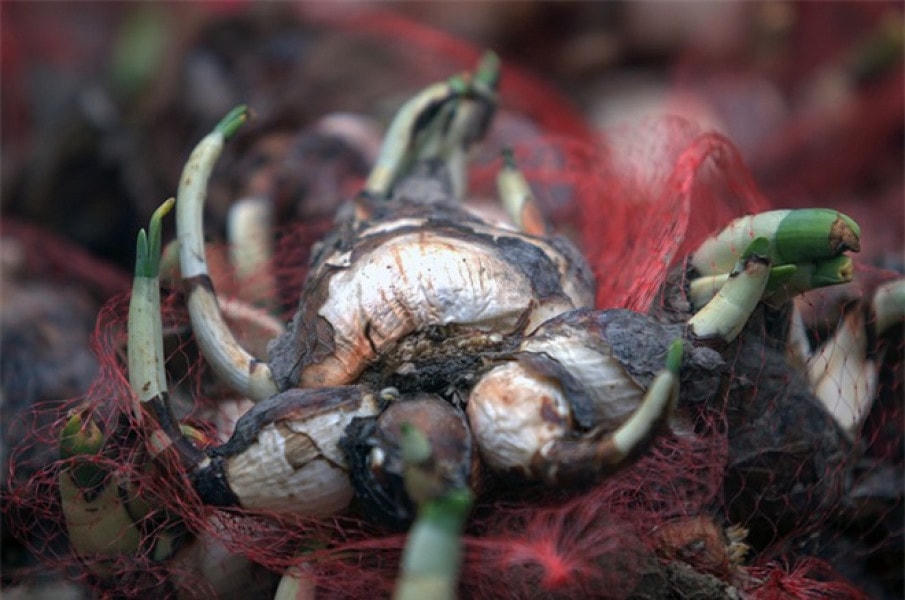 Củ hoa thủy tiên có lớp vỏ giống như củ hành tây.