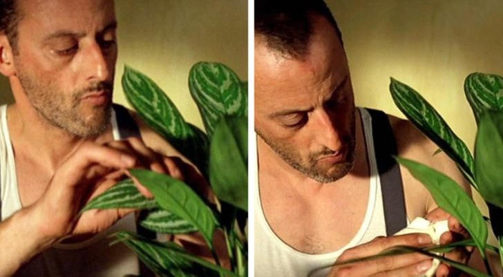 [ẢNH] 15 cách để cứu một cây 'chết' khô héo