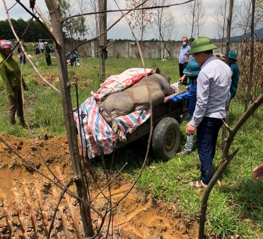 Tiêu hủy lợn nhiễm dịch TLCP.