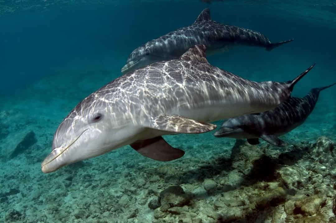 Ngoài tiếng lách cách và tiếng huýt sáo, chúng còn tạo ra âm thanh xung nhịp lớn. Chúng có thể được sử dụng để xua đuổi kẻ thù, hoặc sử dụng bởi cá heo cái để khiển trách các con của chúng khi cần thiết.