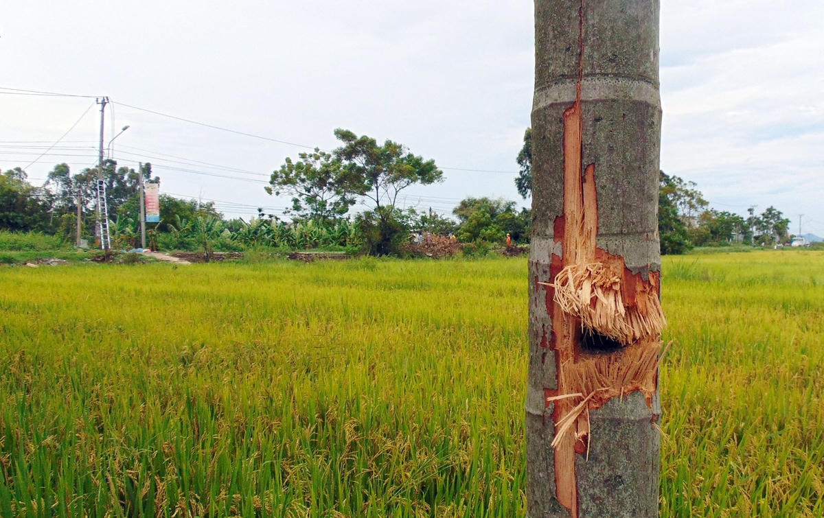 Các mảnh đạn văng trúng các cây bên đường.