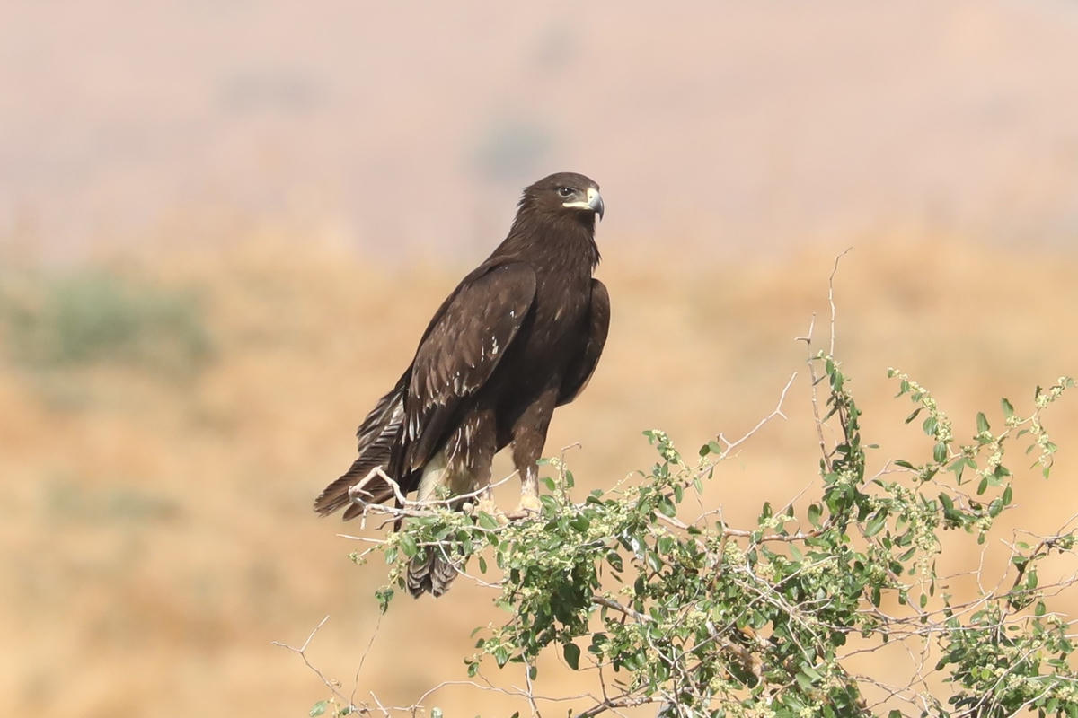 Chernobyl bất ngờ trở thành thiên đường cho các loài động vật có nguy cơ tuyệt chủng. Ảnh: Birdguide.
