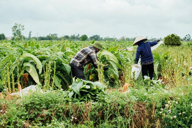 Người dân Vĩnh Bảo thu hoạch lá thuốc lào.