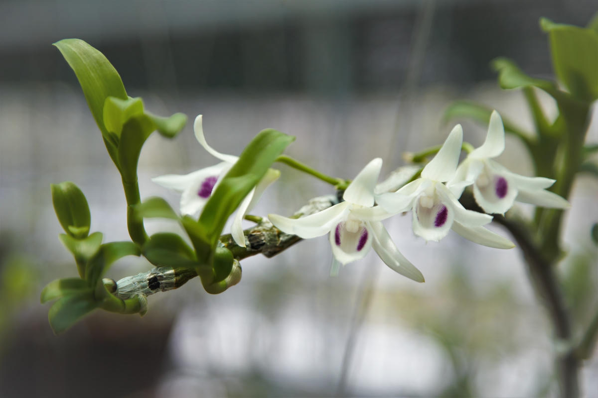 [Video] Khám phá vườn hoa Lan trị giá hàng chục tỷ đồng của cựu quân nhân