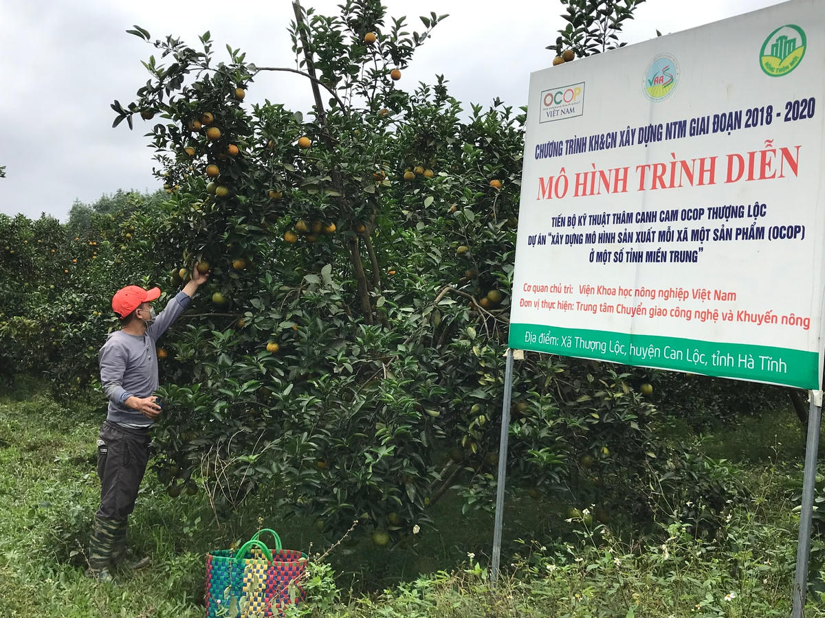 Mô hình cam Trạch Mai đạt chuẩn sản phẩm Ocop.