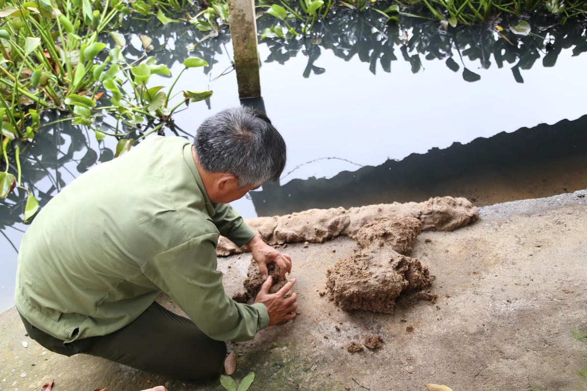 Cám đắp bờ ao ở vị trí cố định cho ba ba lên ăn.