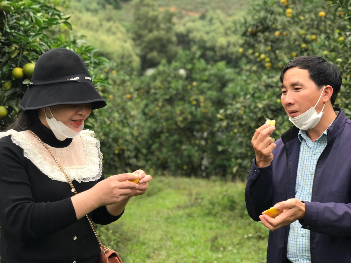 Du khách thích thú trải nghiệm ăn cam tại vườn.