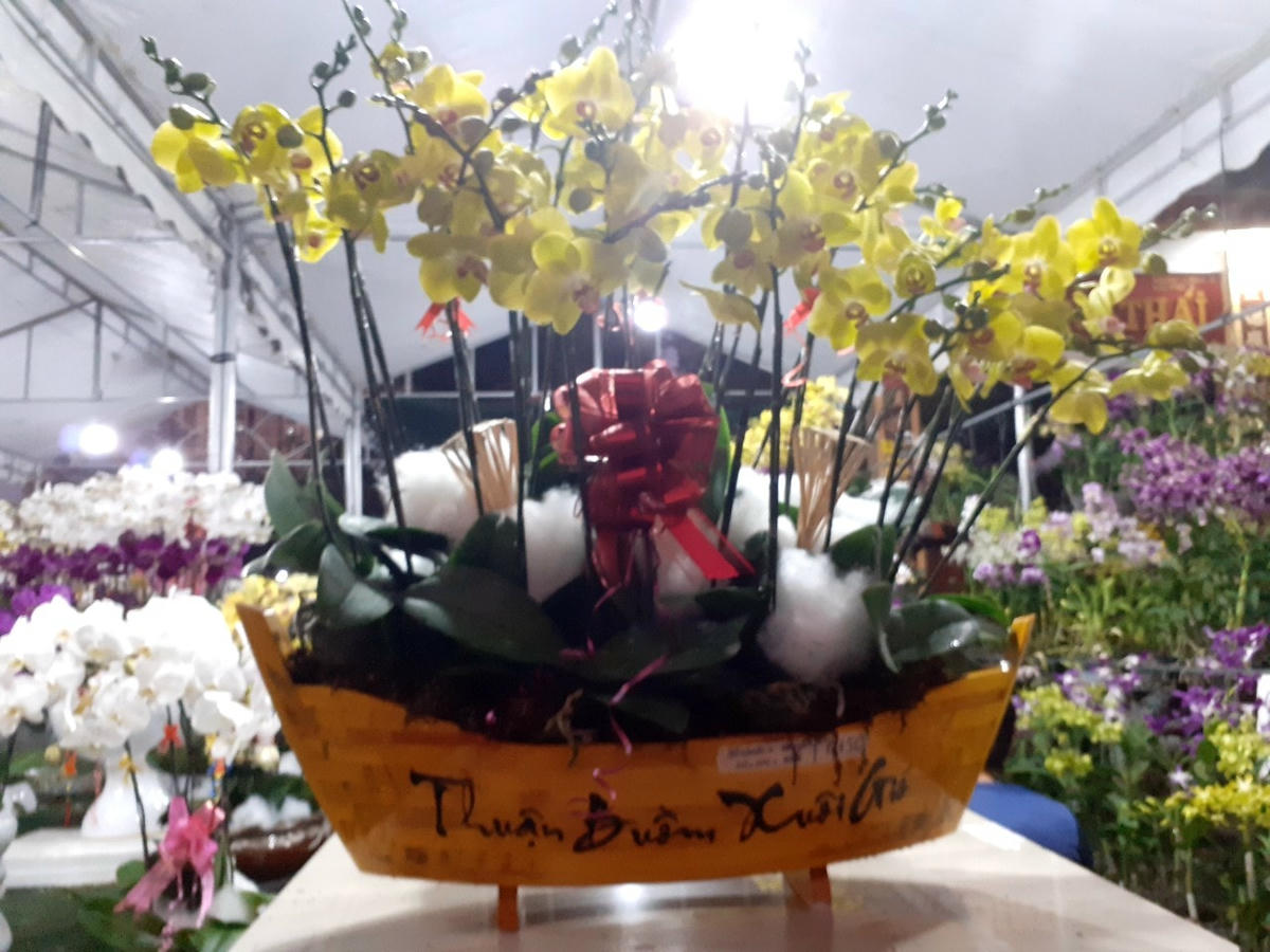 Chậu hoa phong Lan 