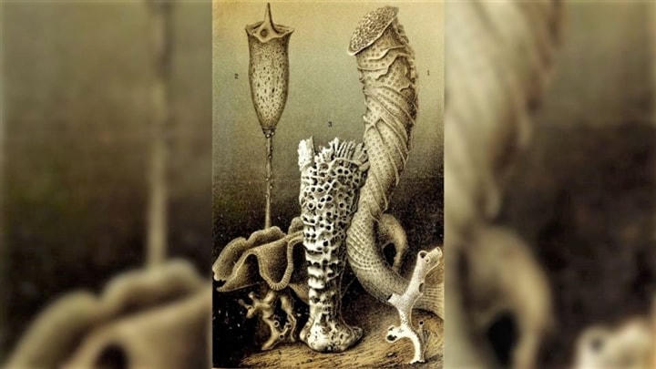 Bọt biển thủy tinh.