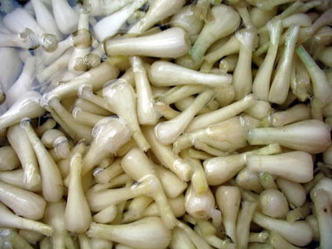 Bí quyết muối dưa hành, củ kiệu chua ngọt đón Tết