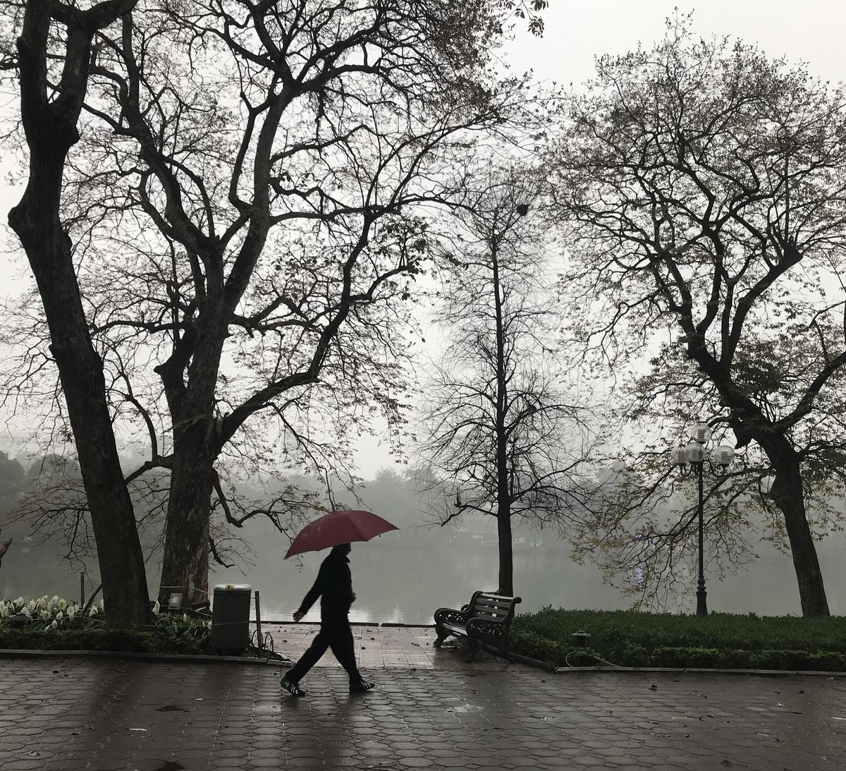 Mùa xuân, cây cối ven Hồ Gươm có vẻ đẹp quyến rũ riêng.  