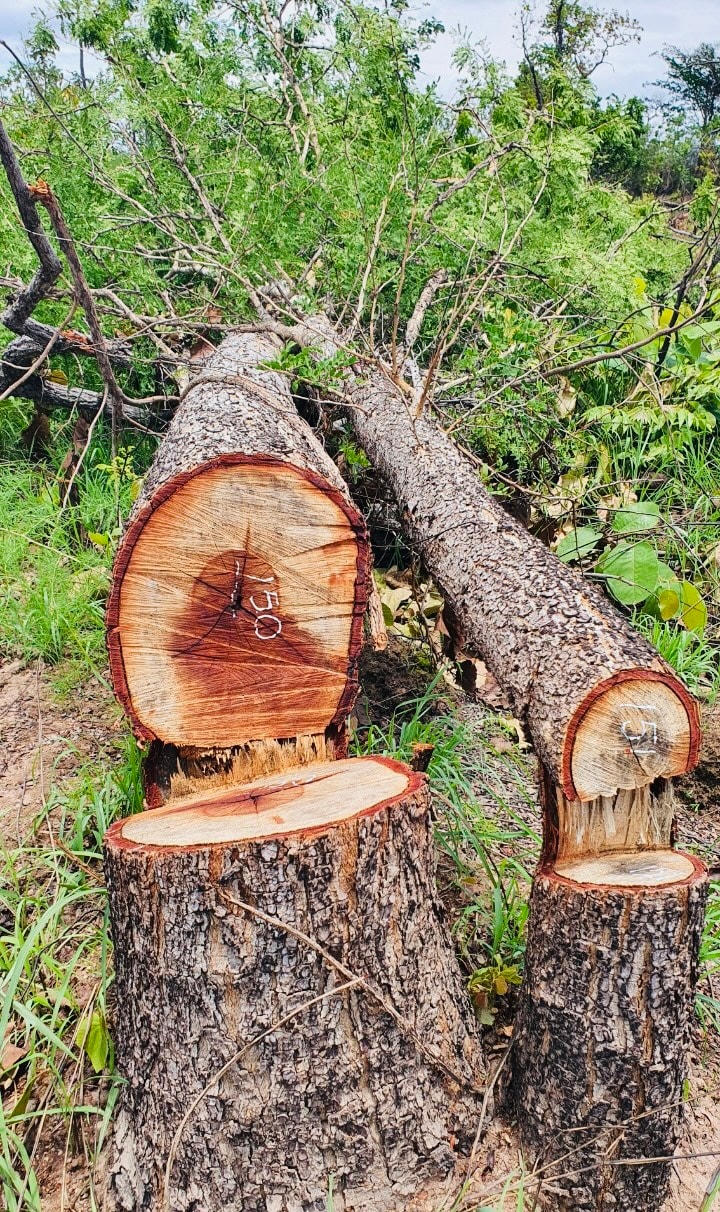 Nhiều cây rừng bị cưa lá còn xanh, thân còn chảy mủ.