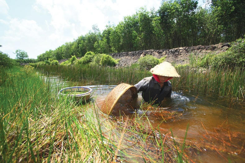 Bắt cá lia thia ở vùng biên giới Đồng Tháp Mười.