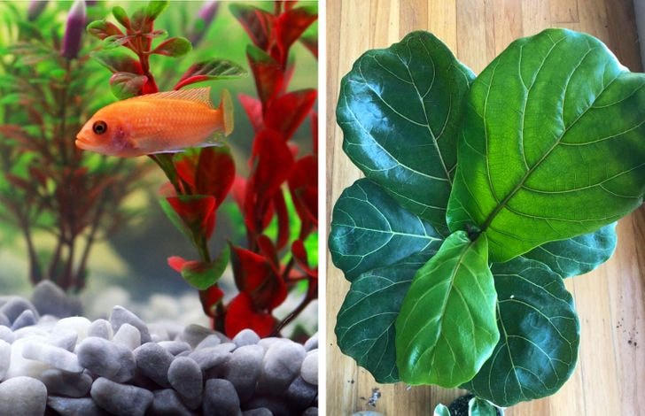 [ẢNH] 15 cách để cứu một cây 'chết' khô héo